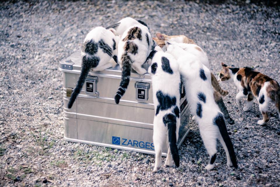 zarges царгес #zargesanimals zarges_cats_1.jpg